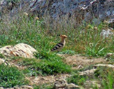 Прикрепленное изображение: uB43.jpg